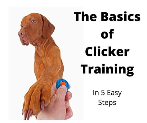 How To Use A Dog Clicker Correctly