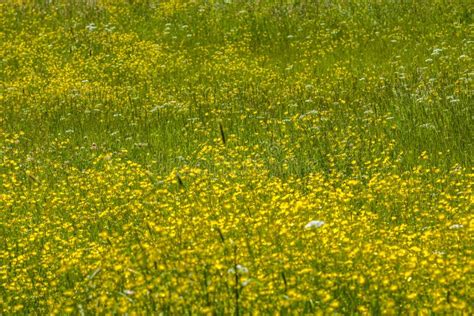 Yellow Meadow Flower On A Blue Sky Stock Image Image Of Nature