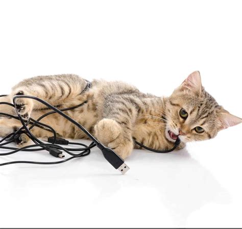 Your Cat Chew Cords 5 Best Steps To Stop It Revealed