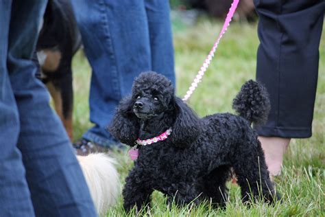 Cute Black Poodle Dog Free Stock Photo Public Domain Pictures