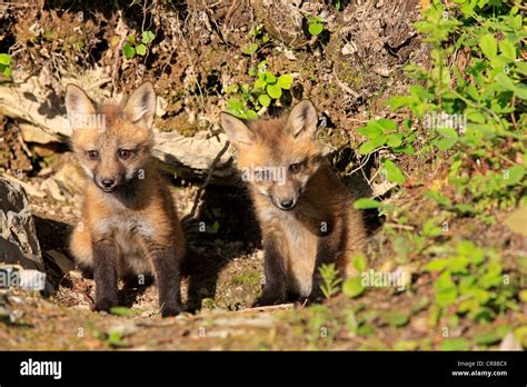 Red Foxes Vulpes Vulpes Two Pups Ten Weeks At The Den Montana