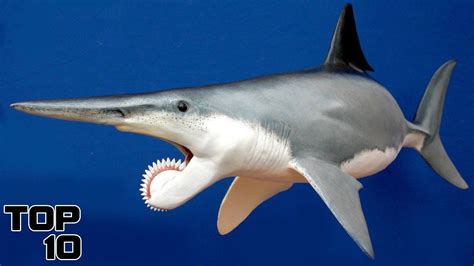 Top 10 Prehistoric Creatures Recently Discovered Shark Weird Sharks