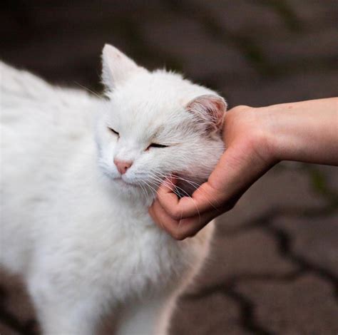 Premium Photo Hand Stroking A White Cat