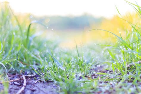 Natural Morning Dew On Grass At Sunrise Stock Photo Image Of Macro