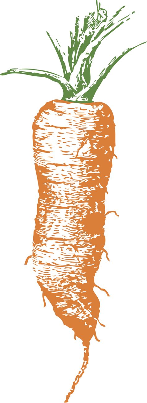 Carrot | Free Stock Photo | Illustration of an orange carrot | # 16515
