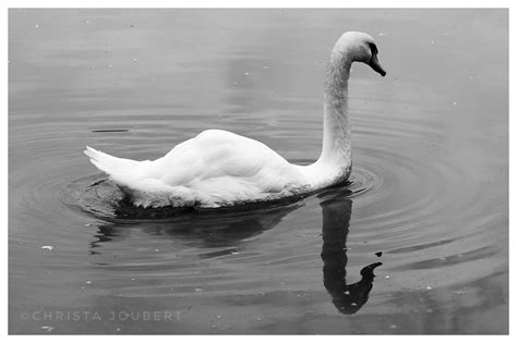 Mute Swan Christa Joubert Flickr