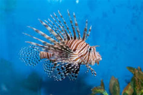Red Lionfish Information And Picture Sea Animals