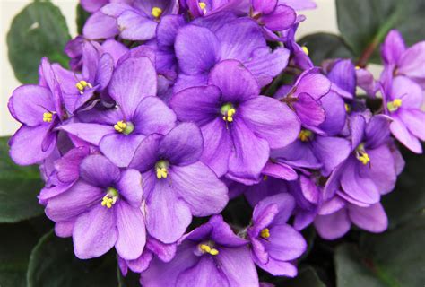 Simple Tricks Can Make Growing African Violets Fun Easy Rome Daily