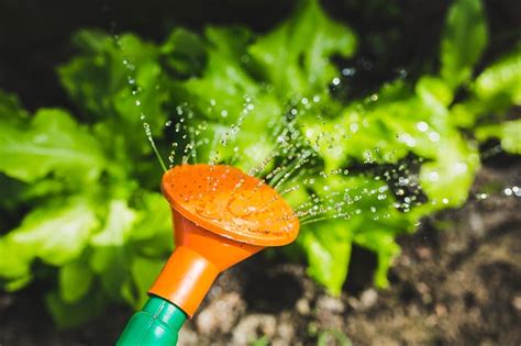 Yard And Garden Secrets When To Water Seedlings Or Transplants