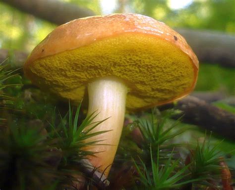 Goldporiger Röhrling Goldporiger Pulverröhrling AUREOBOLETUS GENTILIS