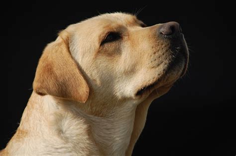 3 Tips For Cleaning Your Labrador Retrievers Ears