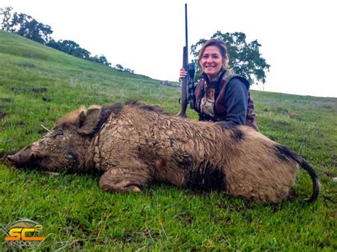 These escaped european wild boar in the smokies have breed with domestic pigs as they migrated to what is now the great smoky mountains national park. California Wild Pig Hunting Guides | California Wild Pig Hunts