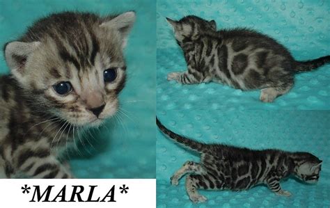 Characteristics, history, care tips, and helpful information for pet owners. Marla - Brown Charcoal Rosetted Female Bengal Kitten ...