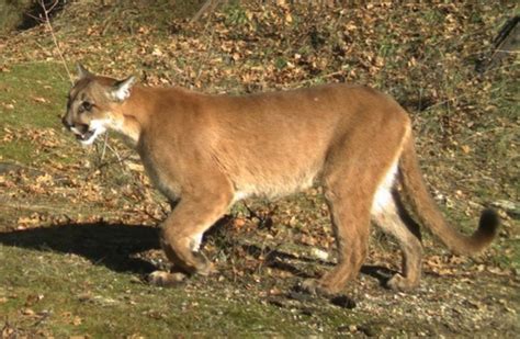 North American Mountain Lion Subspecies Puma Concolor Couguar