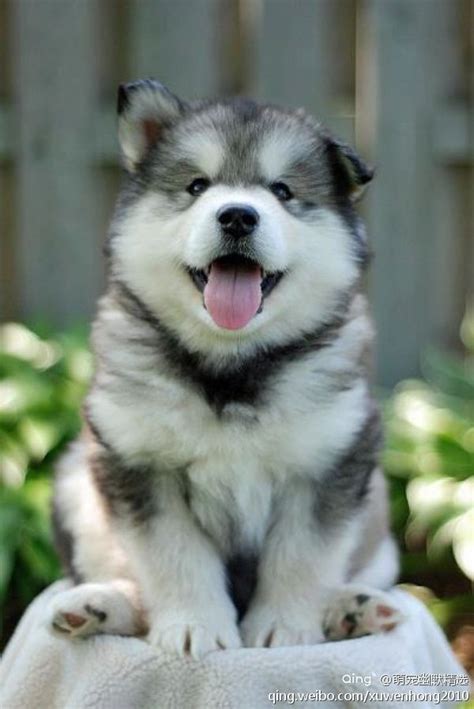 All You Have Ever Wanted To Know About Dogs Cute Husky Puppies Cute