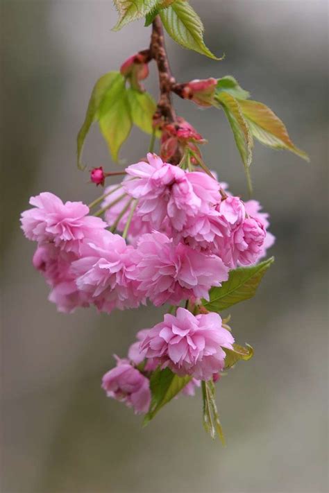 Very attractive when wreathed weeping yoshino cherry tree is a gorgeous photogenic flowering tree that breaks out in a cascade of shimmering white or pale pink blossoms in early spring. Prunus Cheals Weeping flowers www.barcham.co.uk (With ...