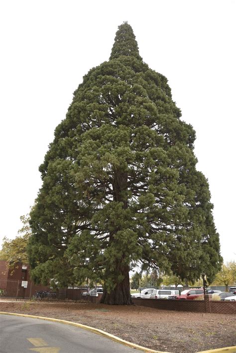 Whether you live in the north end of boise, or are just visiting, yoga tree of boise is a fantastic place to keep up your yoga practice. Giant Sequoia Behind St. Luke's Prepares For Historic Move ...