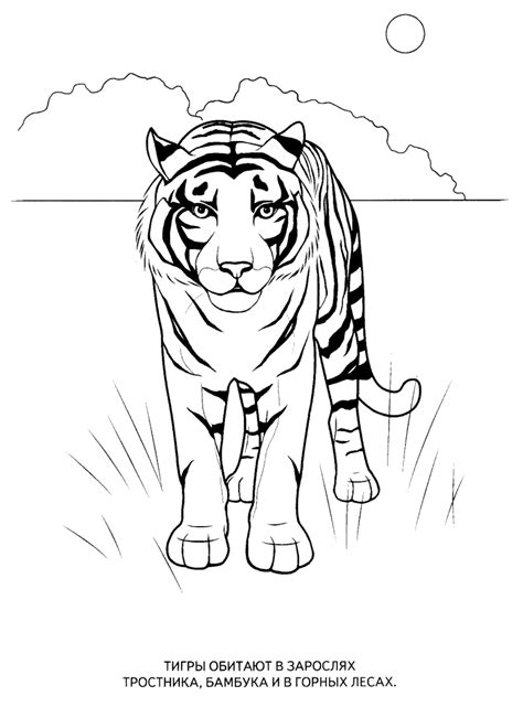 Wild Animals Coloring Pages For Kids To Print For Free