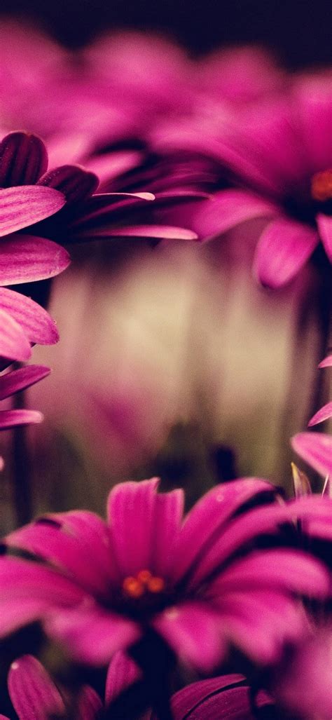 Nature Flowers Pink 1080x2340