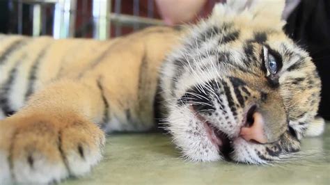The Cutest Tiger In The World