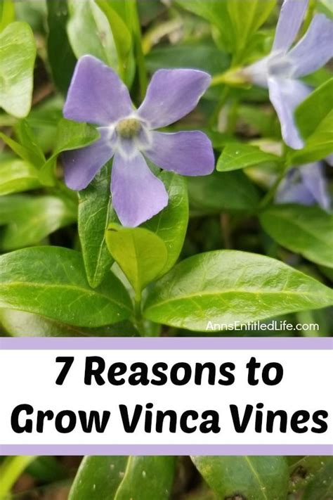 7 Reasons To Grow Vinca Vines