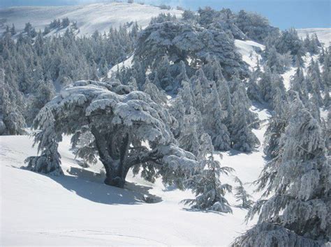 Lebanon Winter Scenes Chouf And Barouk Cedars In Snow