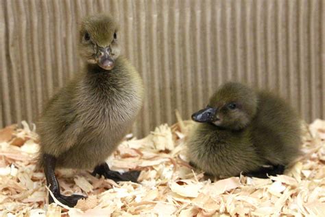 Chocolate Runner Ducklings Also Known As An Indian Runner Dont Let