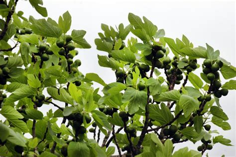 When Do Fig Trees Bloom Top Timing Tips