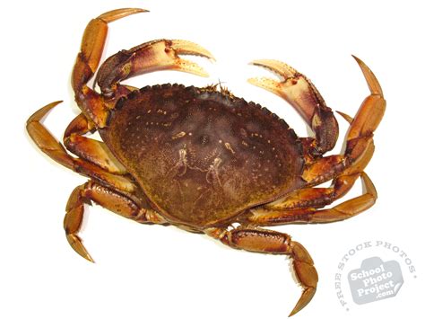 Crab Free Stock Photo Image Picture Dungeness Crab Royalty Free
