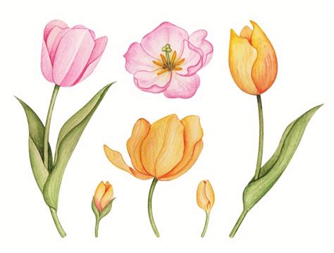 Free Vector Hand Drawn Watercolor Tulip Flowers Set