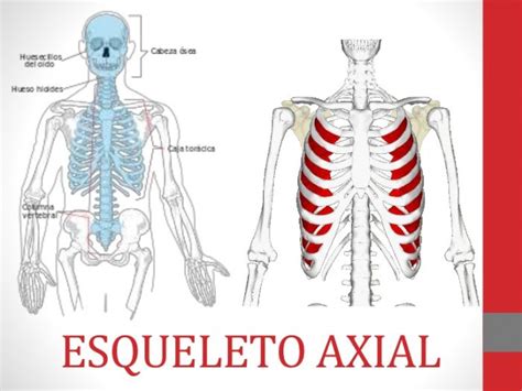 Diferencia Entre Esqueleto Axial Y Esqueleto Apendicular Diferenciando