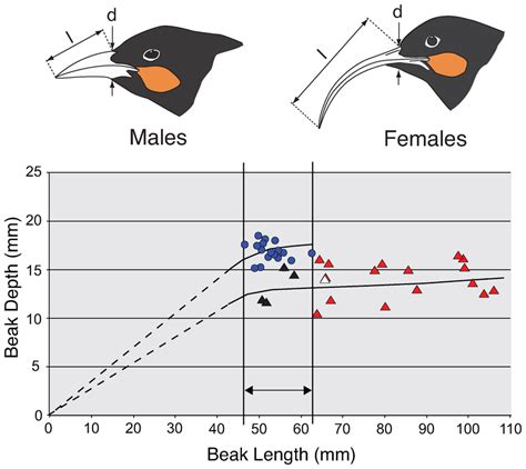 the relationships between beak length and depth for 17 male and 21 download scientific diagram