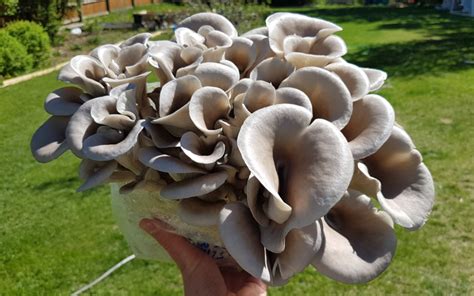How To Grow Oyster Mushrooms Freshcap Mushrooms