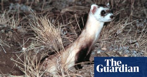 The Worlds Most Endangered Species 2008 Environment The Guardian