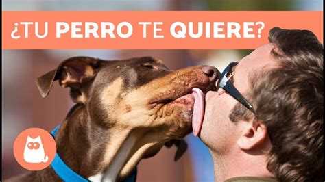 Descubre Las Señales Más Claras De Amor Canino Cómo Saber Si Tu Perro