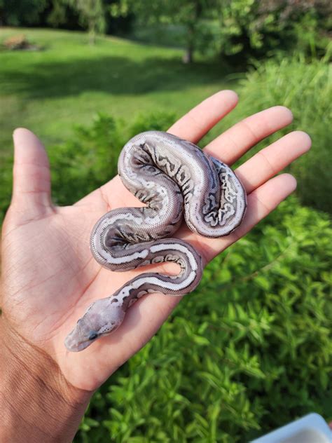 Black Pewter Spotnose Het Clown 12 Way To The Pompeii Ball Python By