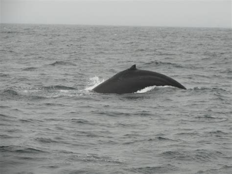Sf Bay Whale Watching San Francisco 2022 Alles Wat U Moet Weten