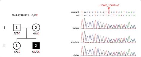 Pedigree With Sanger Sequencing Results Download Scientific Diagram