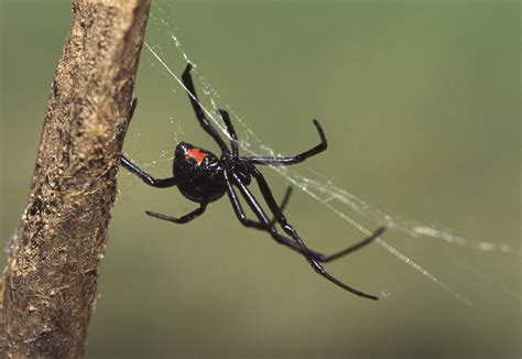 Black Widow And Recluses Avoiding Venomous Spiders Of The Southeast Alabama Cooperative