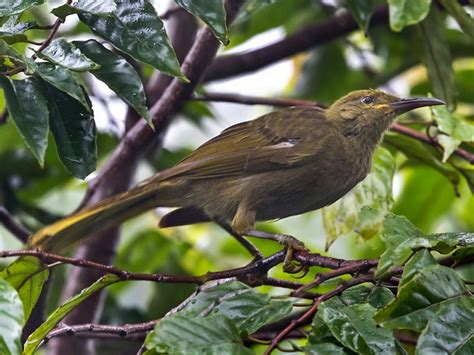Exploring The Unique Features Of The Duetting Giant Honeyeater