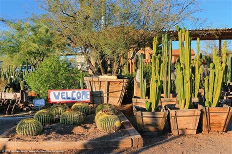 Check Out This Cactus Farm In Arizona And Have A Prickly Good Time
