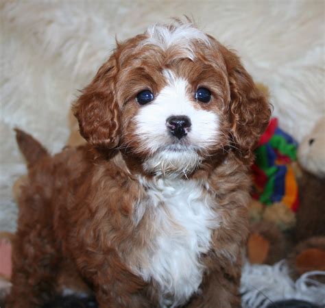 Often used as therapy dogs, these loving puppies bond closely with their owners and love to cuddle and play. Available Cavapoos & Cavapoo Puppies for Sale — Hill Peak Pups