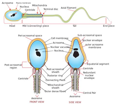 difference between sperm and semen definition components role similarities and differences