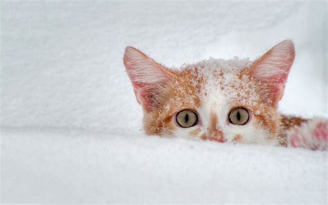 Cat Snow Hd Desktop Wallpapers 4k Hd