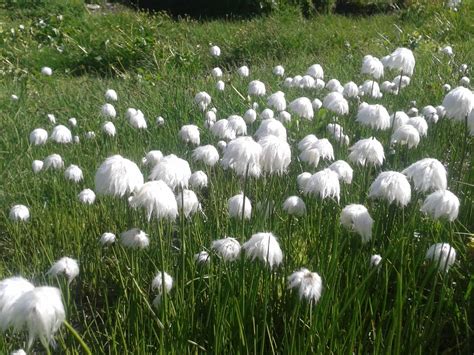 Running Delights Flora Focus Cotton Grass