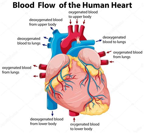 Diagrama Que Muestra El Flujo Sanguíneo En El Corazón Humano 2023