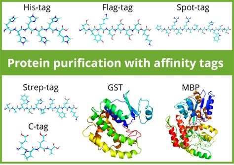 タンパク質精製用タグ Proteintech Group