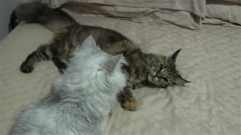 Maine Coon Playing With Silver Shaded Persian Youtube