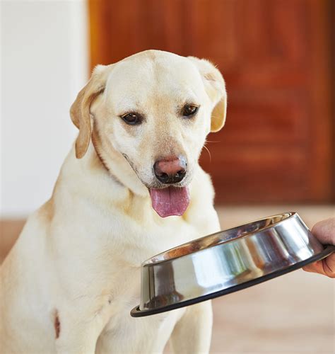 Additionally, some dogs simply prefer wet food to kibble, and adding water is the fastest and most economical way of overcoming such difficulty.simple and easy. Best Dry Dog Food - Natural, Grain Free, Premium And Value ...