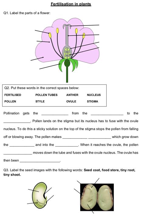 fertilization in plants worksheet